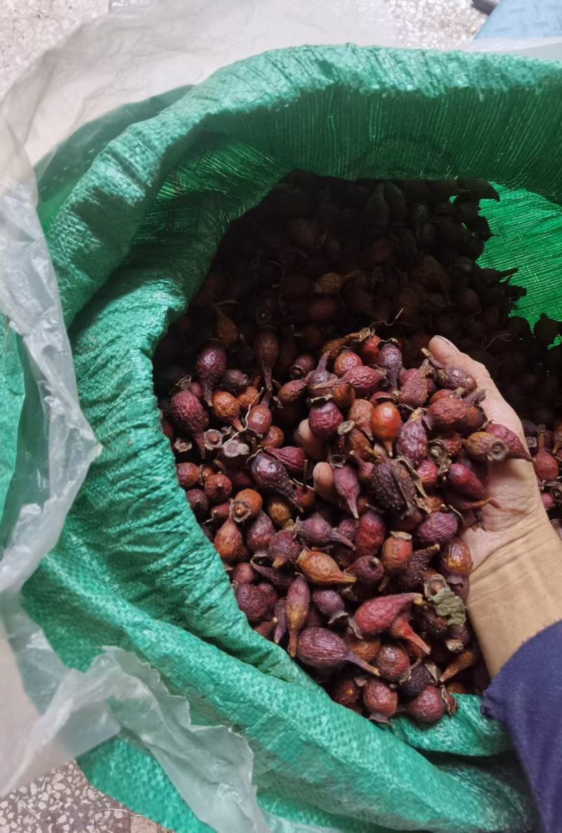 纯野生熟透开口金樱子，(质量保证，大量批发)
