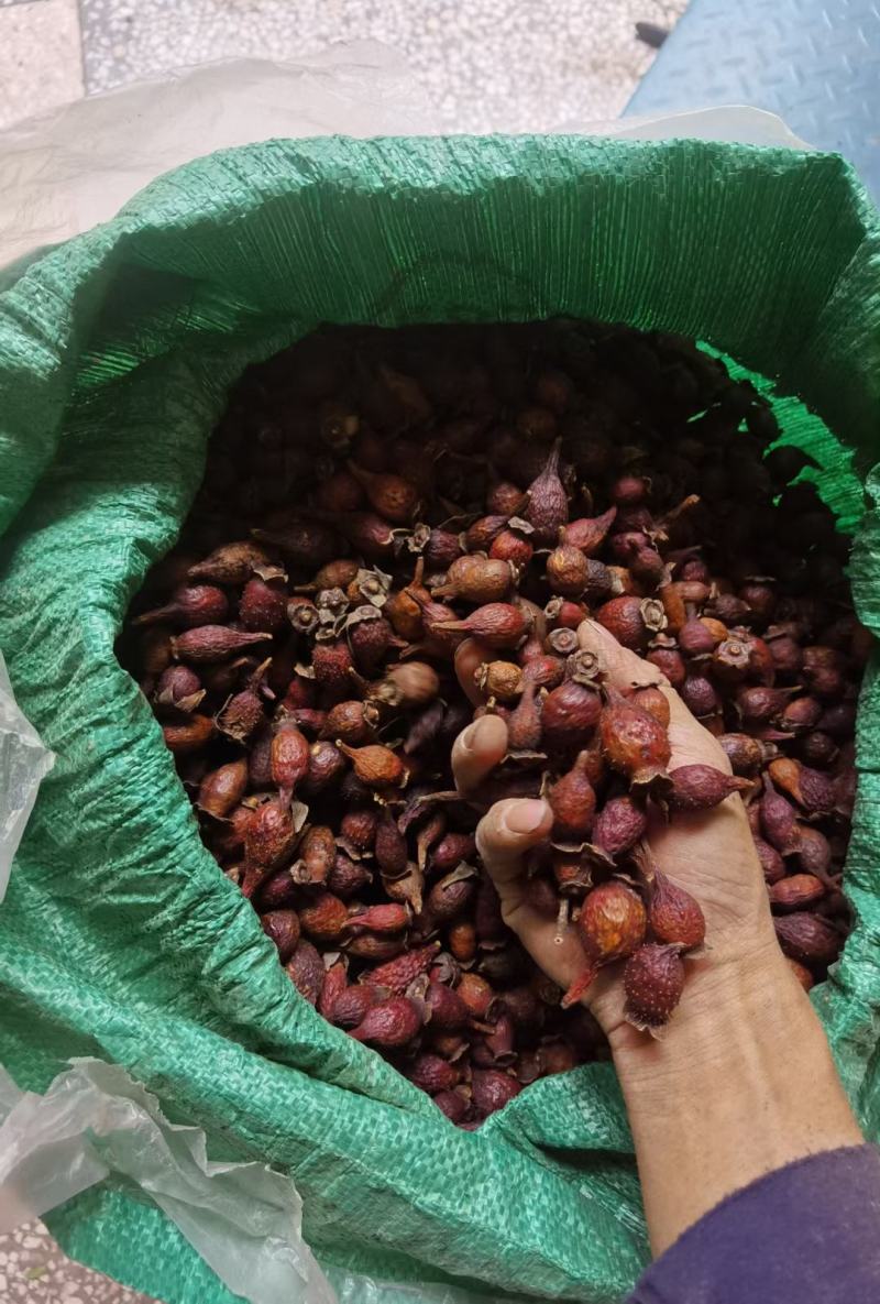 纯野生熟透开口金樱子，(质量保证，大量批发)