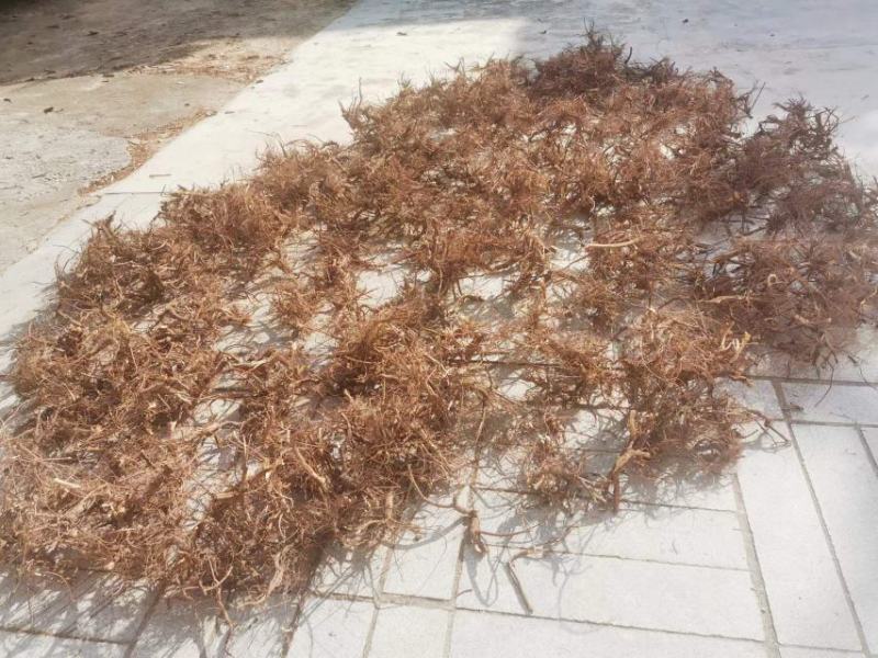葫芦茶根