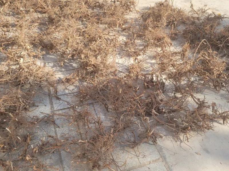 葫芦茶根