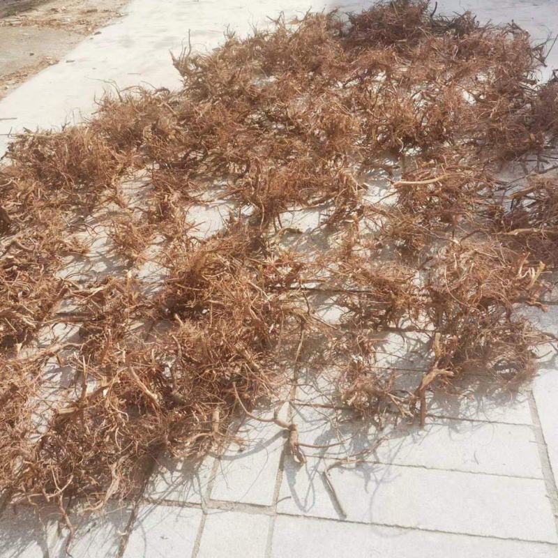 葫芦茶根