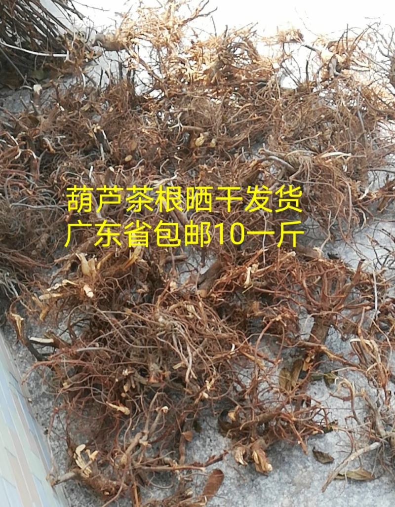 葫芦茶根