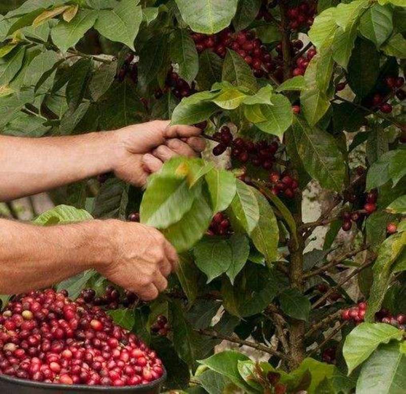 咖啡种子咖啡树种子咖啡豆种子林木种子四季播种小粒咖啡豆种