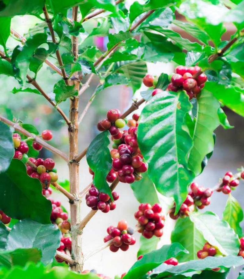 咖啡种子咖啡树种子咖啡豆种子林木种子四季播种小粒咖啡豆种