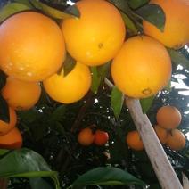 江西赣南脐橙工厂加工果，可视频，欢迎咨询