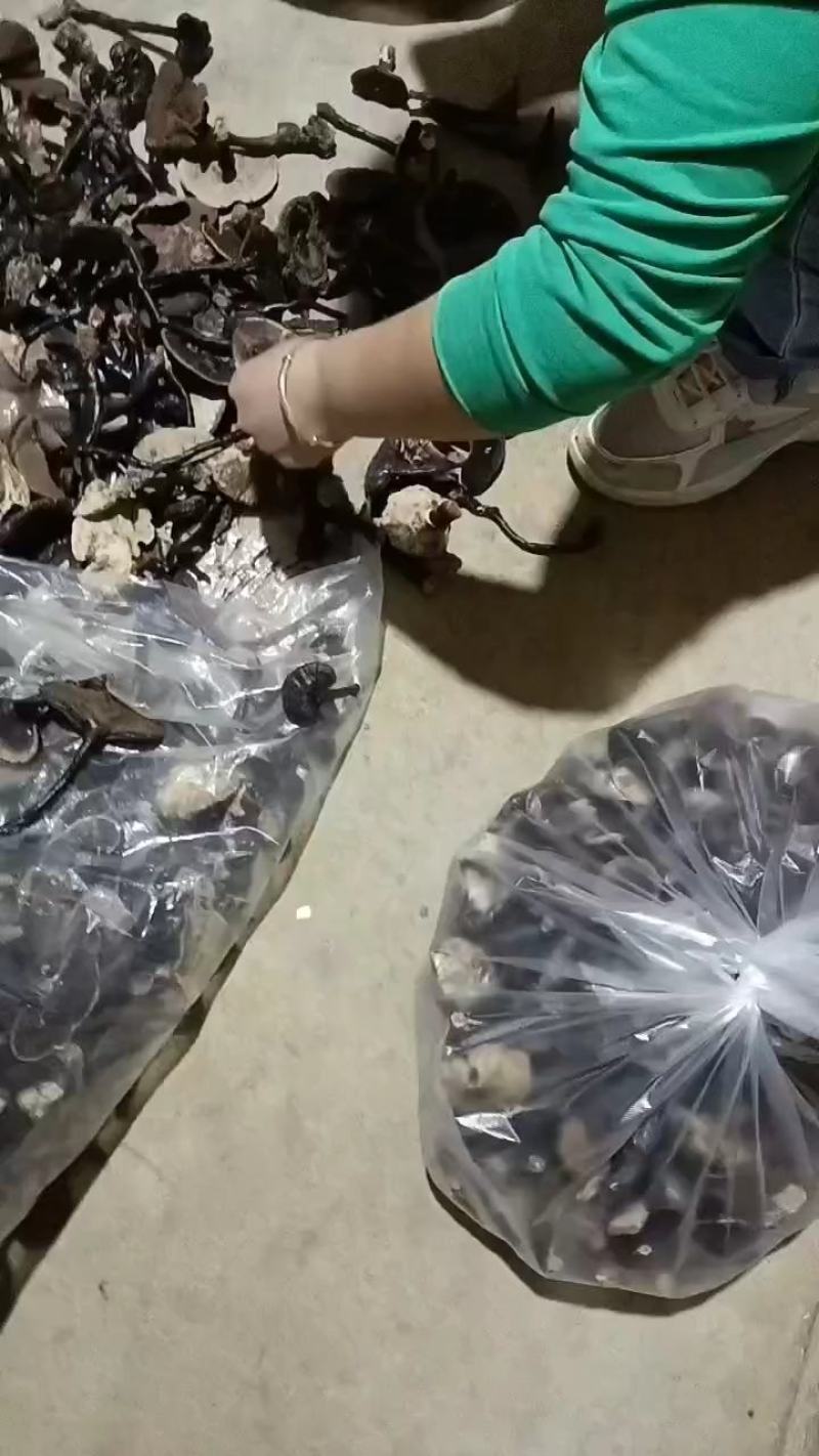 野生灵芝