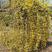连翘种子黄花杆黄寿丹种子林木种子炼油中药材园林绿化庭院
