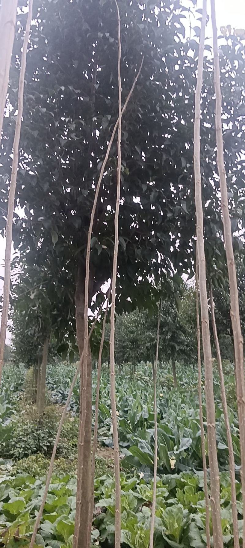 速生无絮杨杨树苗鲁林九号鲁林9号优质杨树苗