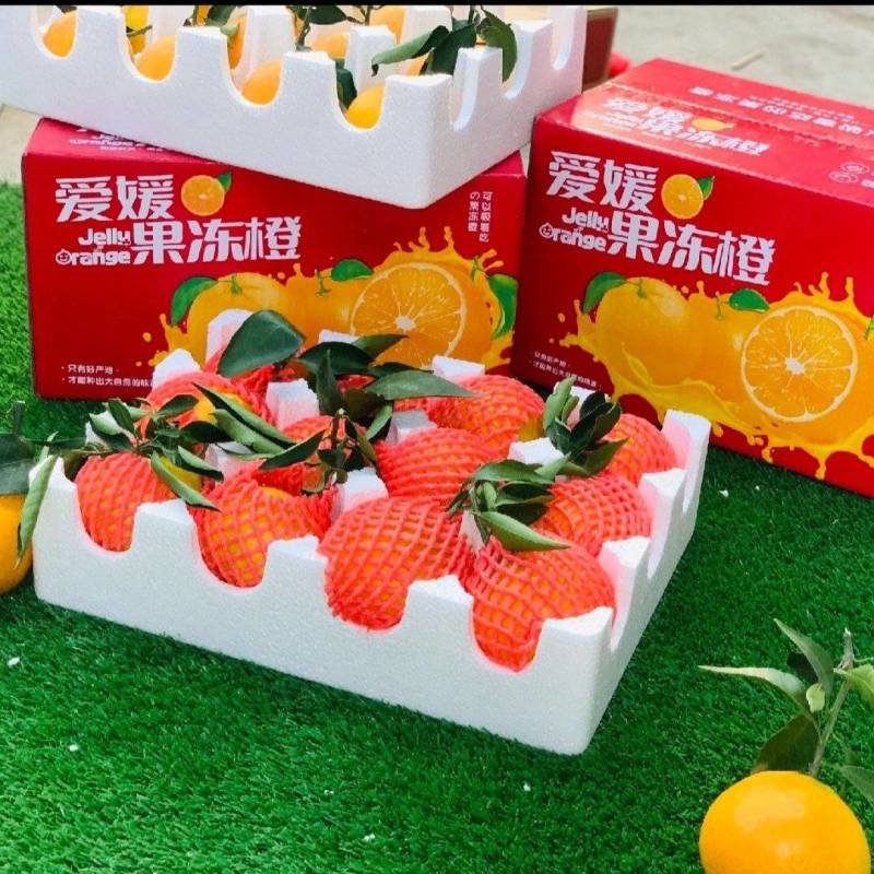 江西吉安大棚爱媛果冻橙红美人大量上市