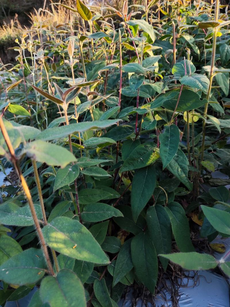 金银花树苗实生苗湖南金银花母本一年生耐寒爬藤懒汉植物花卉