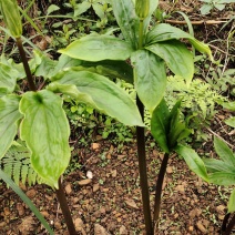 湖南野生七叶一花