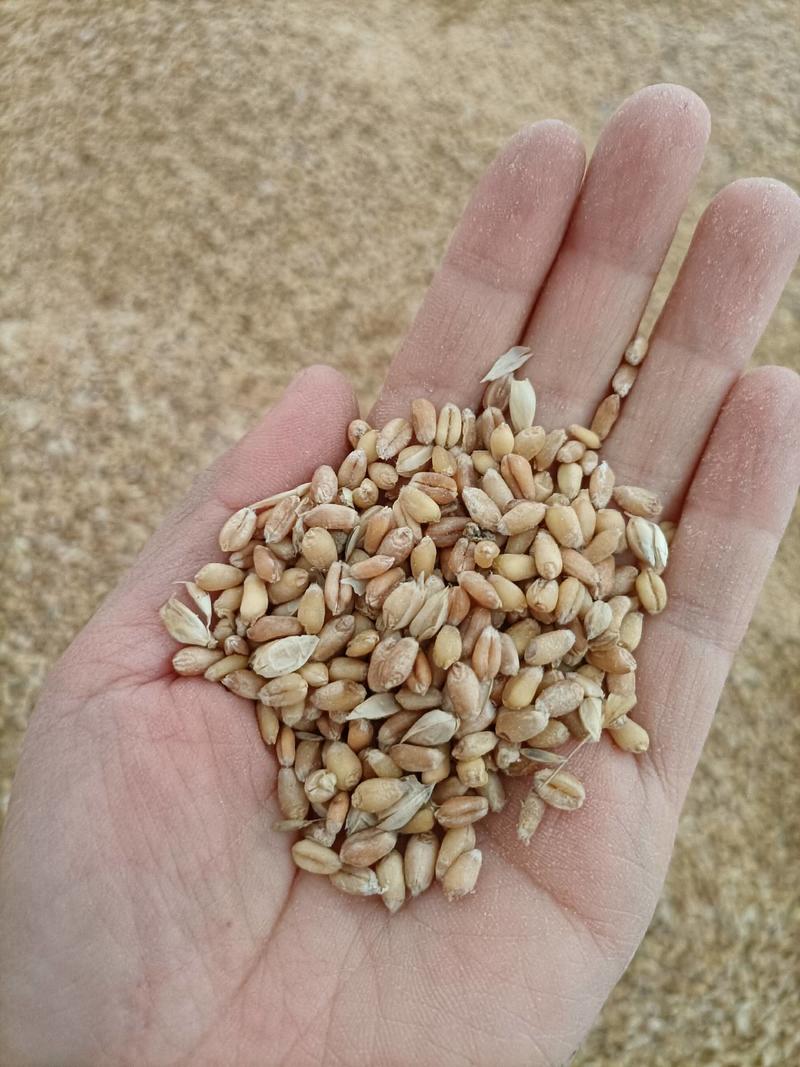 小麦白软质小麦红麦也有混合型供大货品质保证