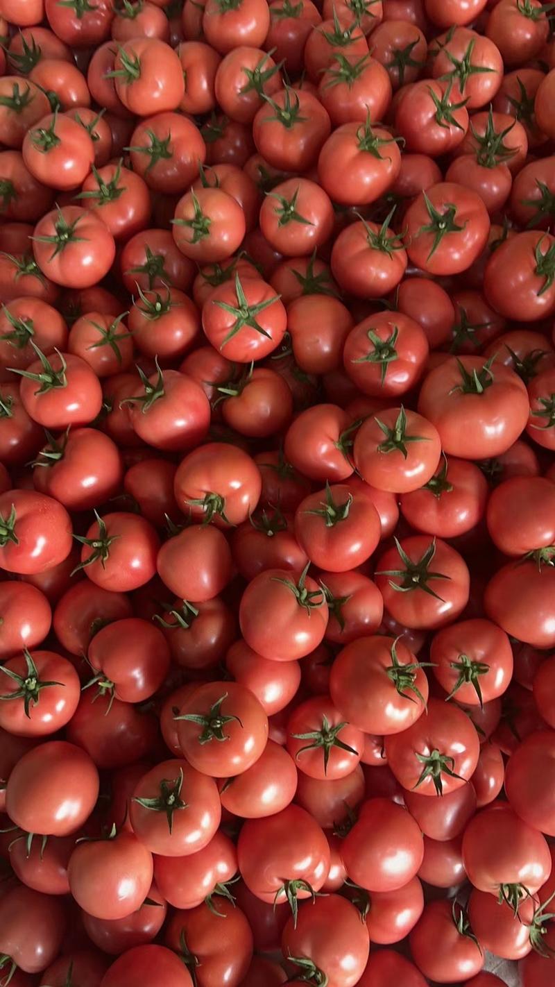 硬粉西红柿主产地，大量供应，全国发货，诚信经营，质量保证