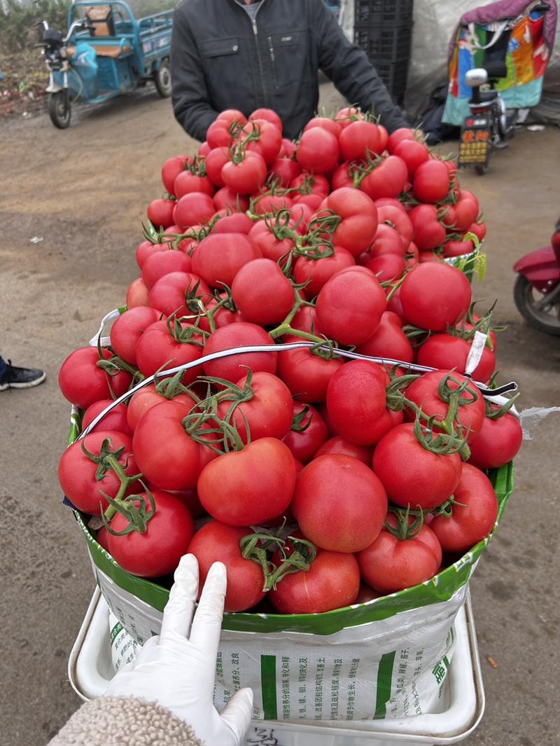 硬粉西红柿主产地，大量供应，全国发货，诚信经营，质量保证