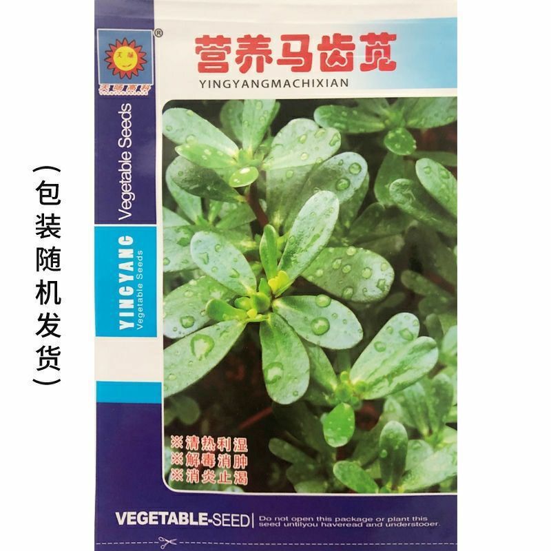 马齿笕种子，野菜马齿菜种子，马齿苋种子基地直销