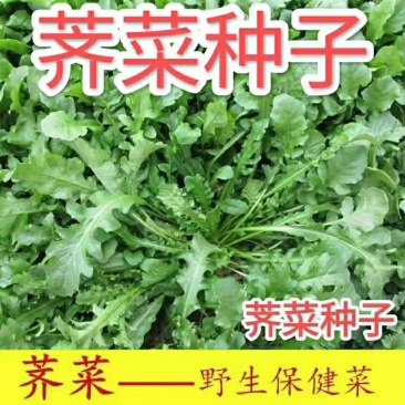 野生荠菜种子春冬季耐热耐寒四季播种农家田园盆栽地载蔬菜种