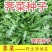 野生荠菜种子春冬季耐热耐寒四季播种农家田园盆栽地载蔬菜种