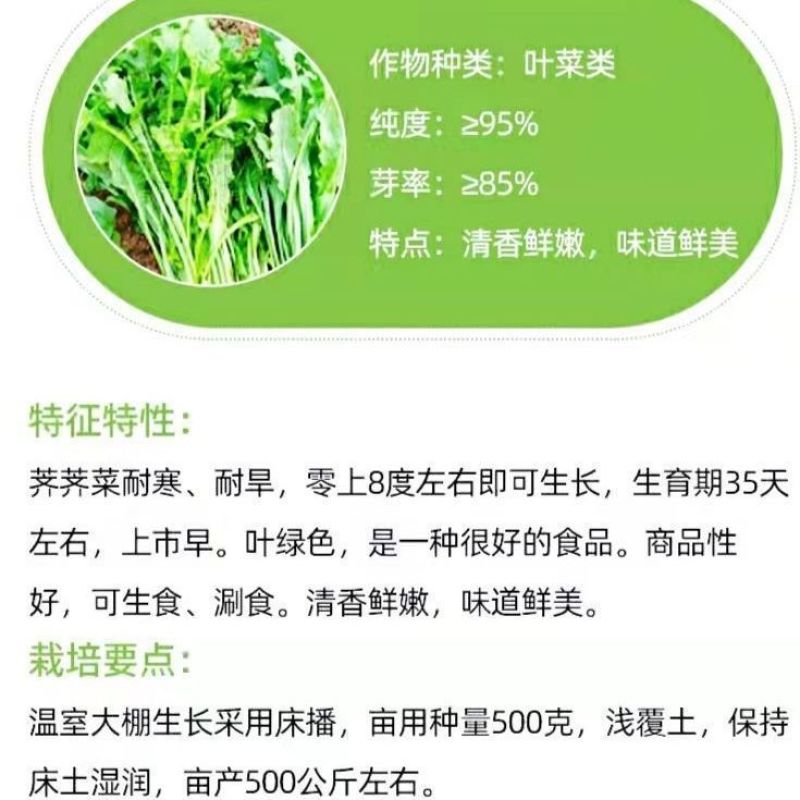 野生荠菜种子春冬季耐热耐寒四季播种农家田园盆栽地载蔬菜种