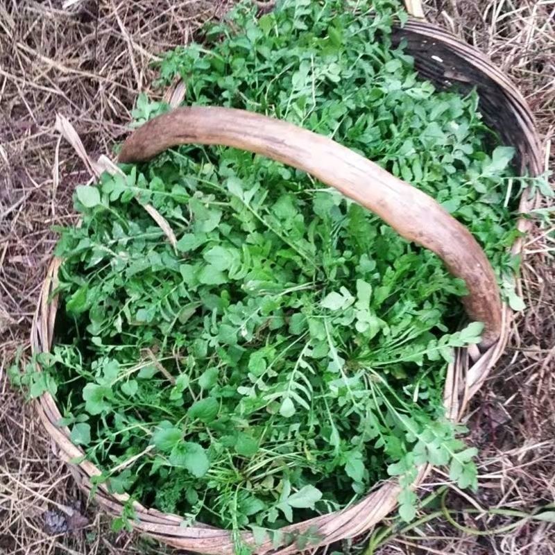 野生荠菜种子春冬季耐热耐寒四季播种农家田园盆栽地载蔬菜种