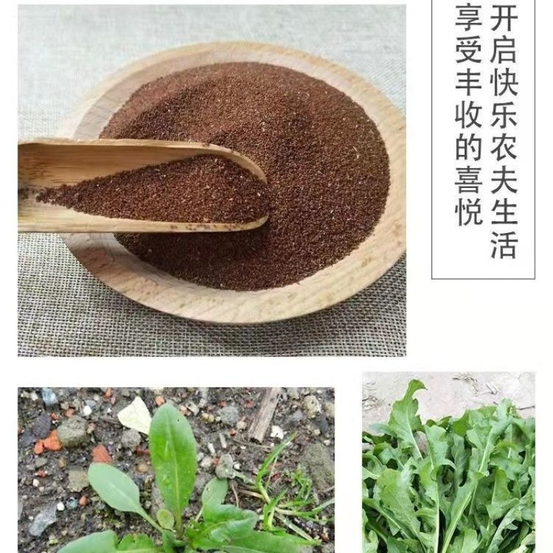 野生荠菜种子春冬季耐热耐寒四季播种农家田园盆栽地载蔬菜种
