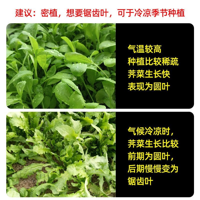 野生荠菜种子春冬季耐热耐寒四季播种农家田园盆栽地载蔬菜种