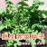 野生荠菜种子春冬季耐热耐寒四季播种农家田园盆栽地载蔬菜种