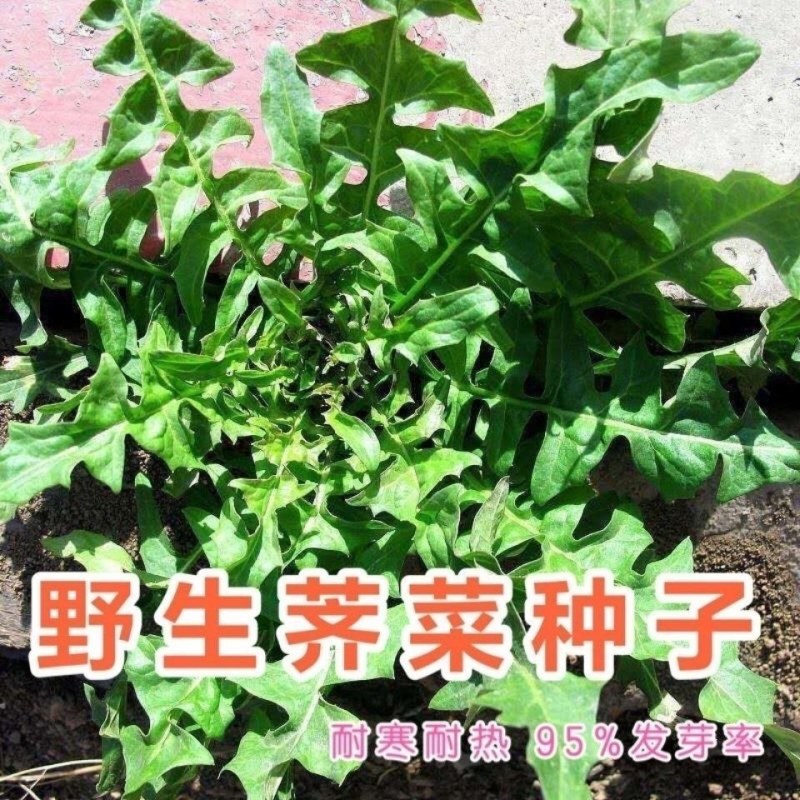 野生荠菜种子春冬季耐热耐寒四季播种农家田园盆栽地载蔬菜种