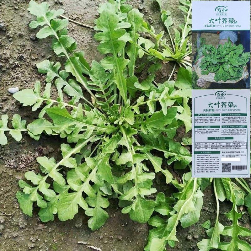 野生荠菜种子春冬季耐热耐寒四季播种农家田园盆栽地载蔬菜种