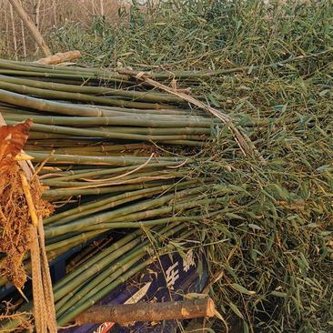 河南确山钢竹1-5公分竹子基地直发量大从优
