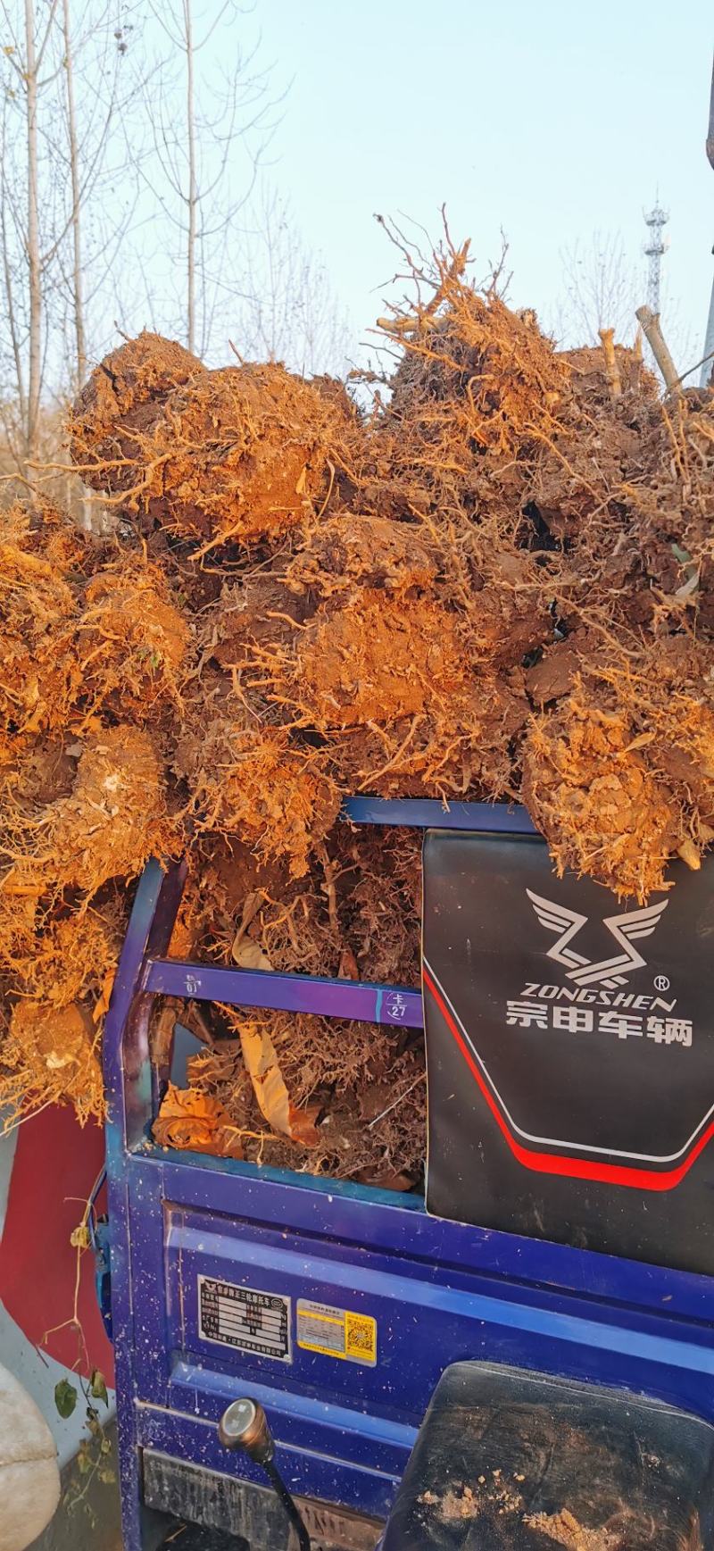 河南确山钢竹1-5公分竹子基地直发量大从优