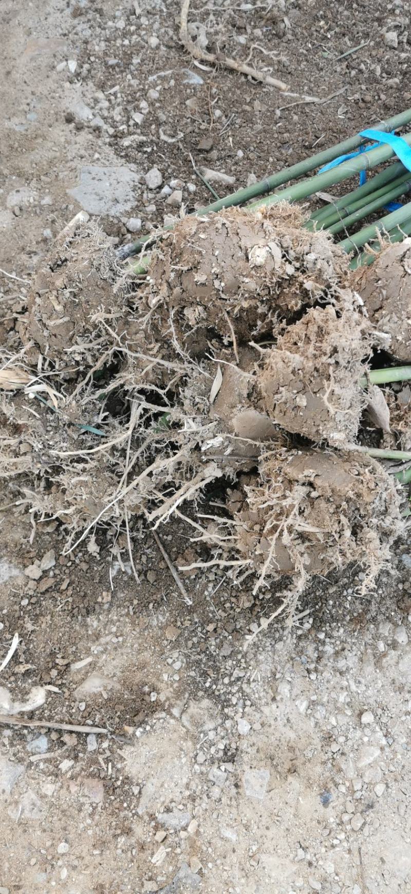 河南确山钢竹1-5公分竹子基地直发量大从优