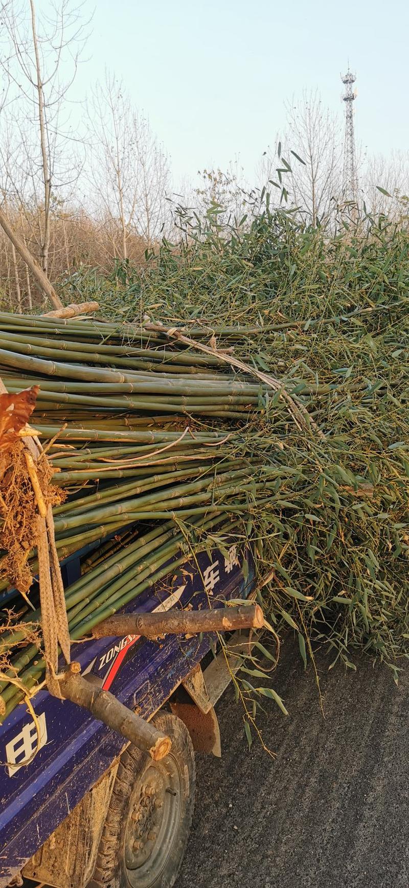 河南确山钢竹1-5公分竹子基地直发量大从优