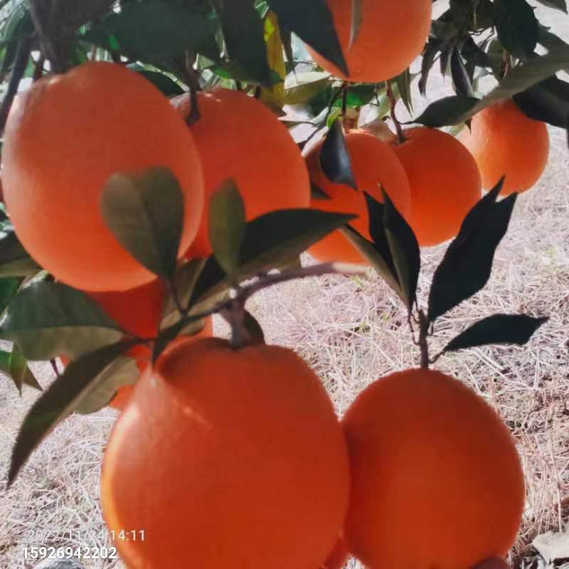 九月红果冻橙，爆汁蜂蜜橙，皮薄果肉细腻。入口爽滑无无渣，