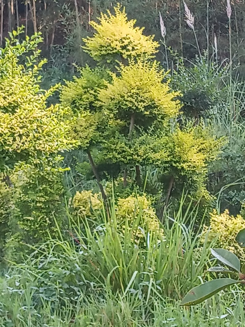 亮晶造型女贞