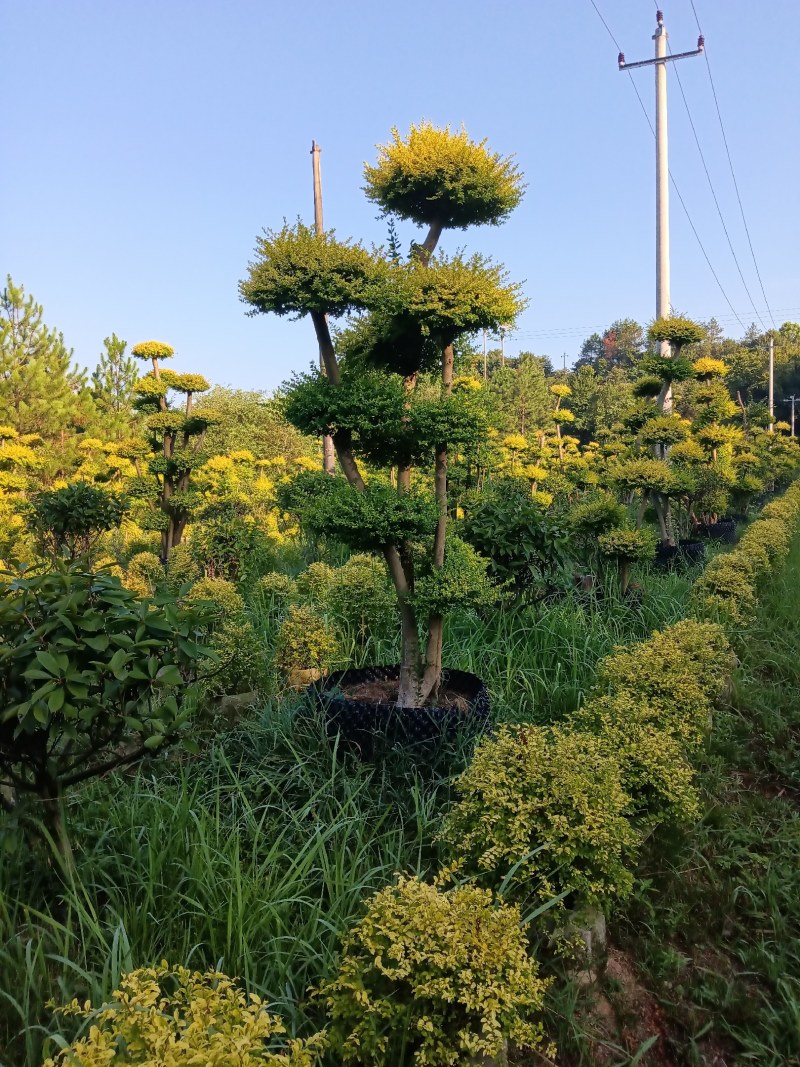 亮晶造型女贞