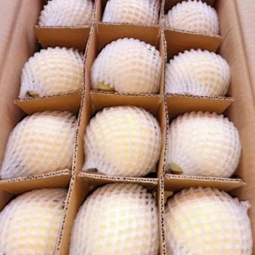 精品贡梨冷库大量有货品质保证
