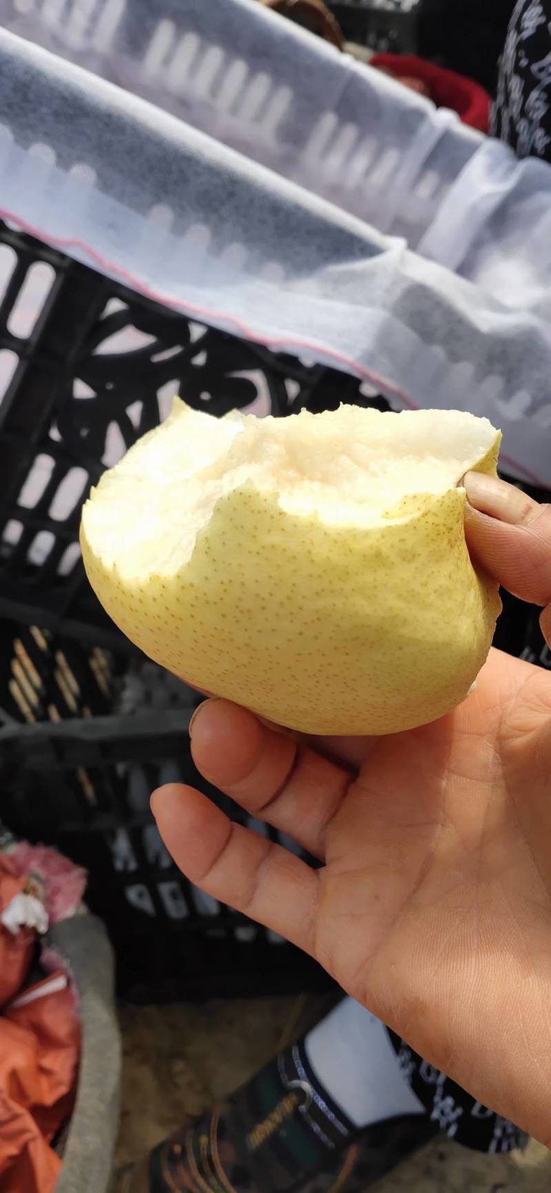 精品贡梨冷库大量有货品质保证