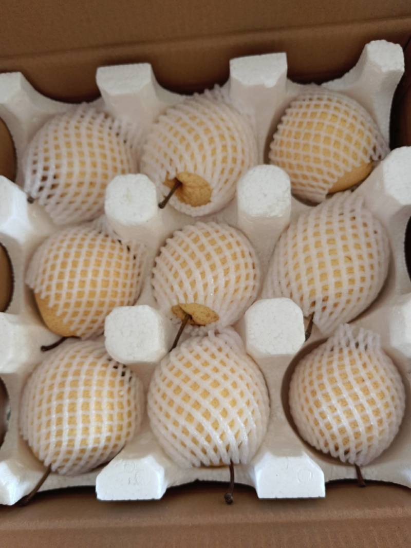 精品贡梨冷库大量有货品质保证