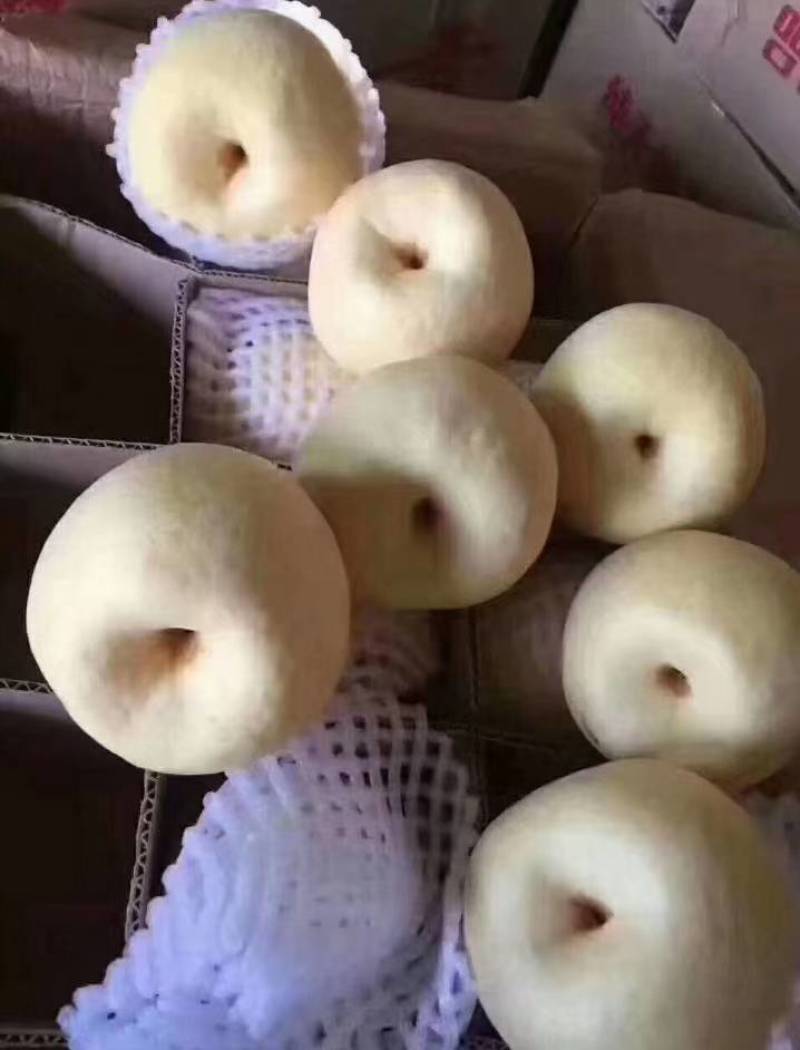 精品贡梨冷库大量有货品质保证