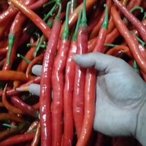 鲜辣椒精品二荆条产地直供量大从优均利果蔬代办