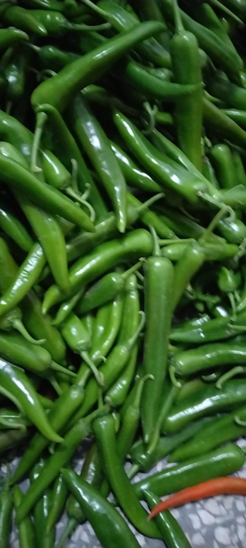 鲜辣椒精品二荆条产地直供量大从优均利果蔬代办