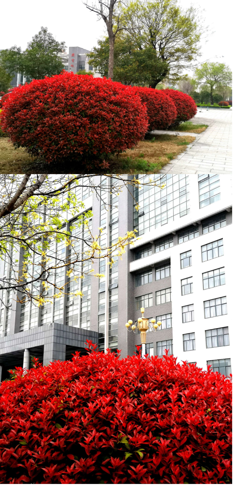 红叶石楠种子红罗宾火焰实体经营质量保证全国发货