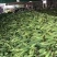 广东徐闻玉米，甜玉米，现在慢慢大量上市，欢迎各位老板来采