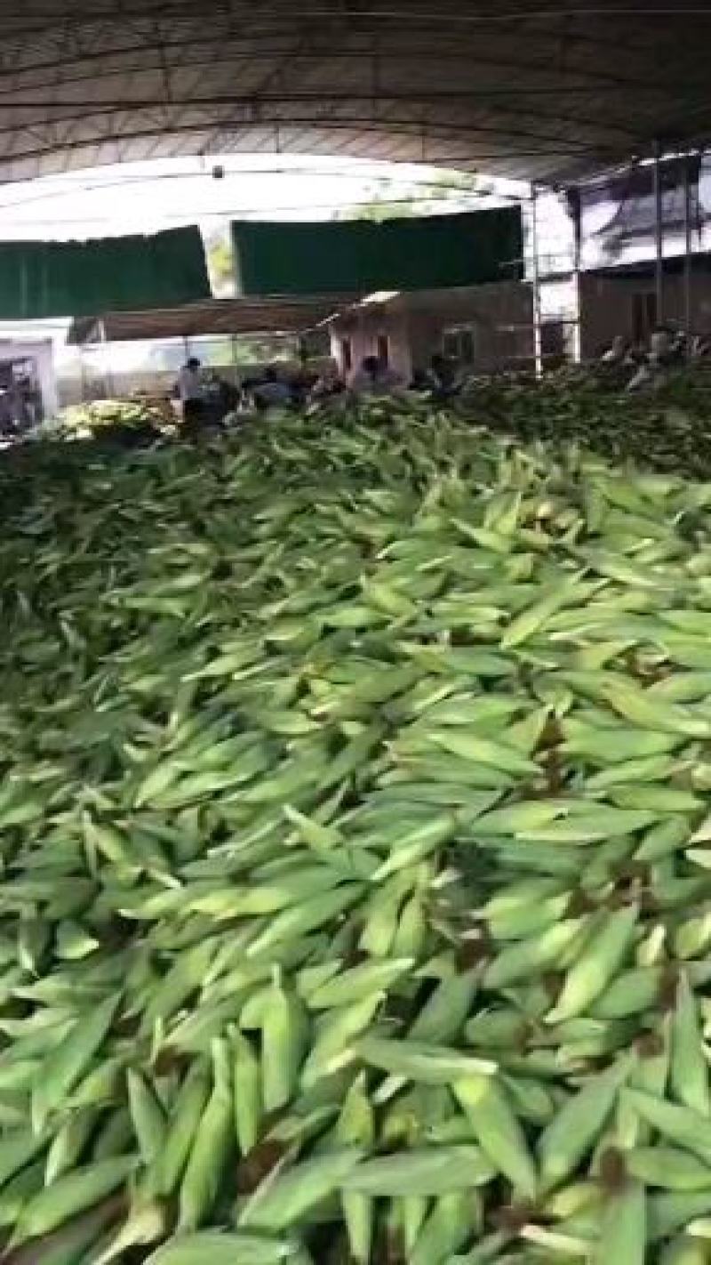 广东徐闻玉米，甜玉米，现在慢慢大量上市，欢迎各位老板来采