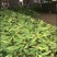 广东徐闻玉米，甜玉米，现在慢慢大量上市，欢迎各位老板来采