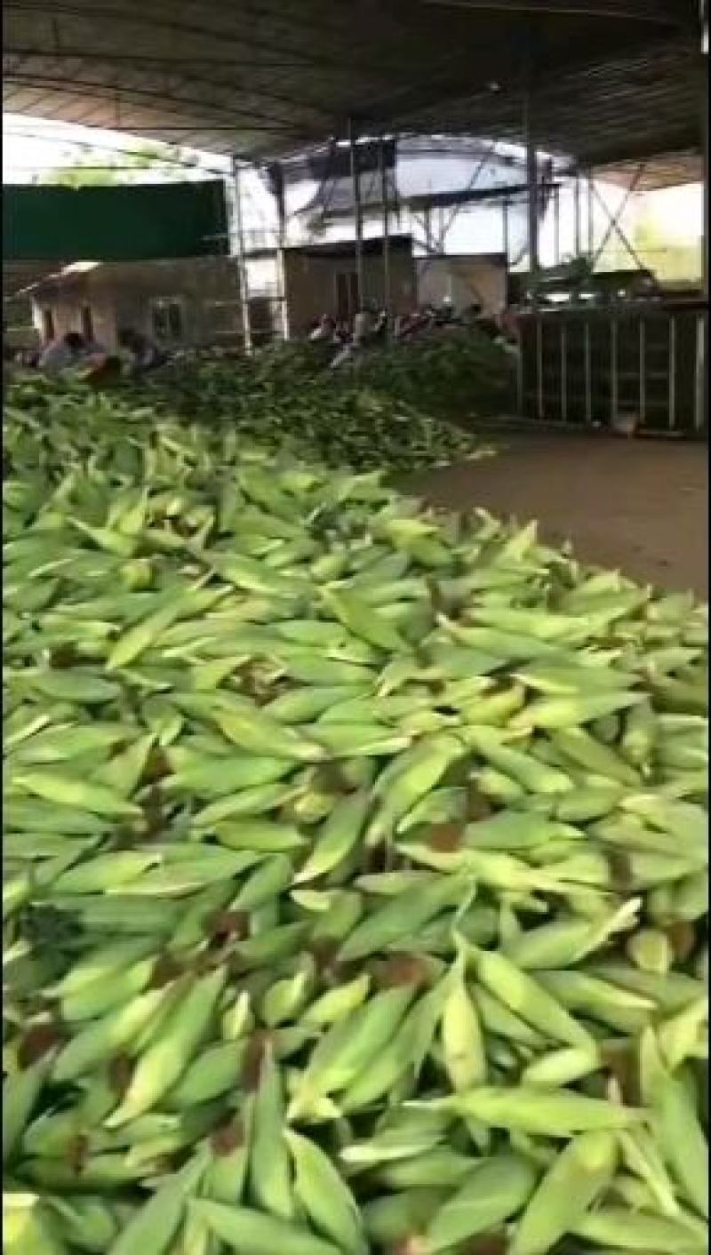 广东徐闻玉米，甜玉米，现在慢慢大量上市，欢迎各位老板来采