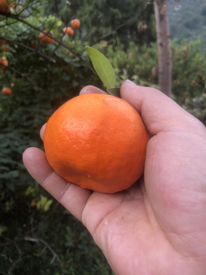 古红橘