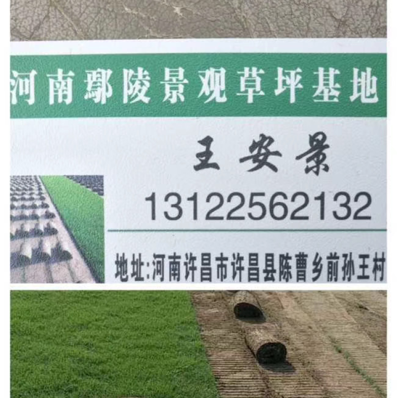果岭草、四季青草坪、百慕达草皮、基地：安徽、河南、山东