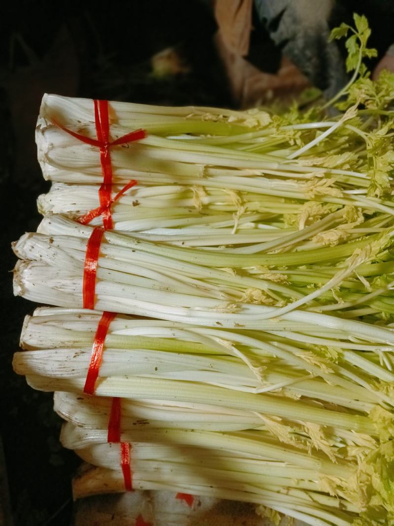 芹菜芹菜芽