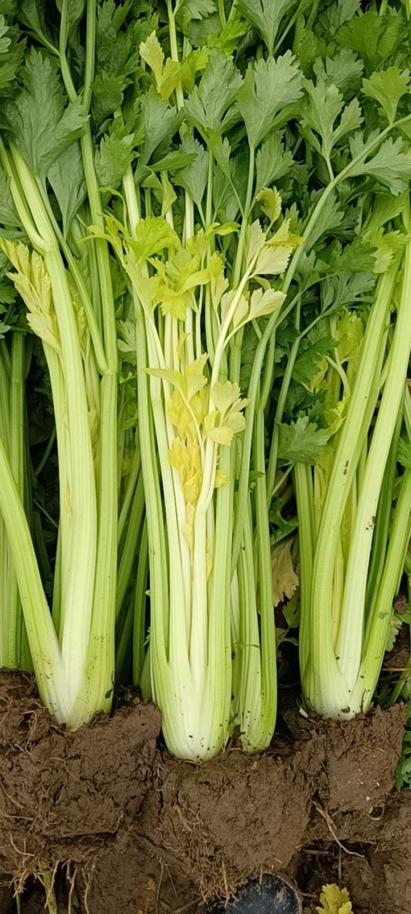 芹菜芹菜芽